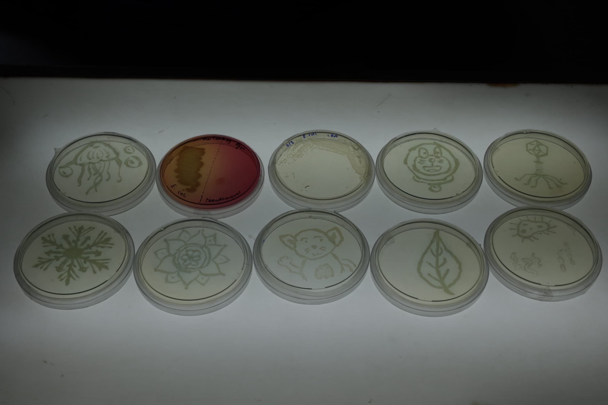 Open Day 2026 — NATURALISTS